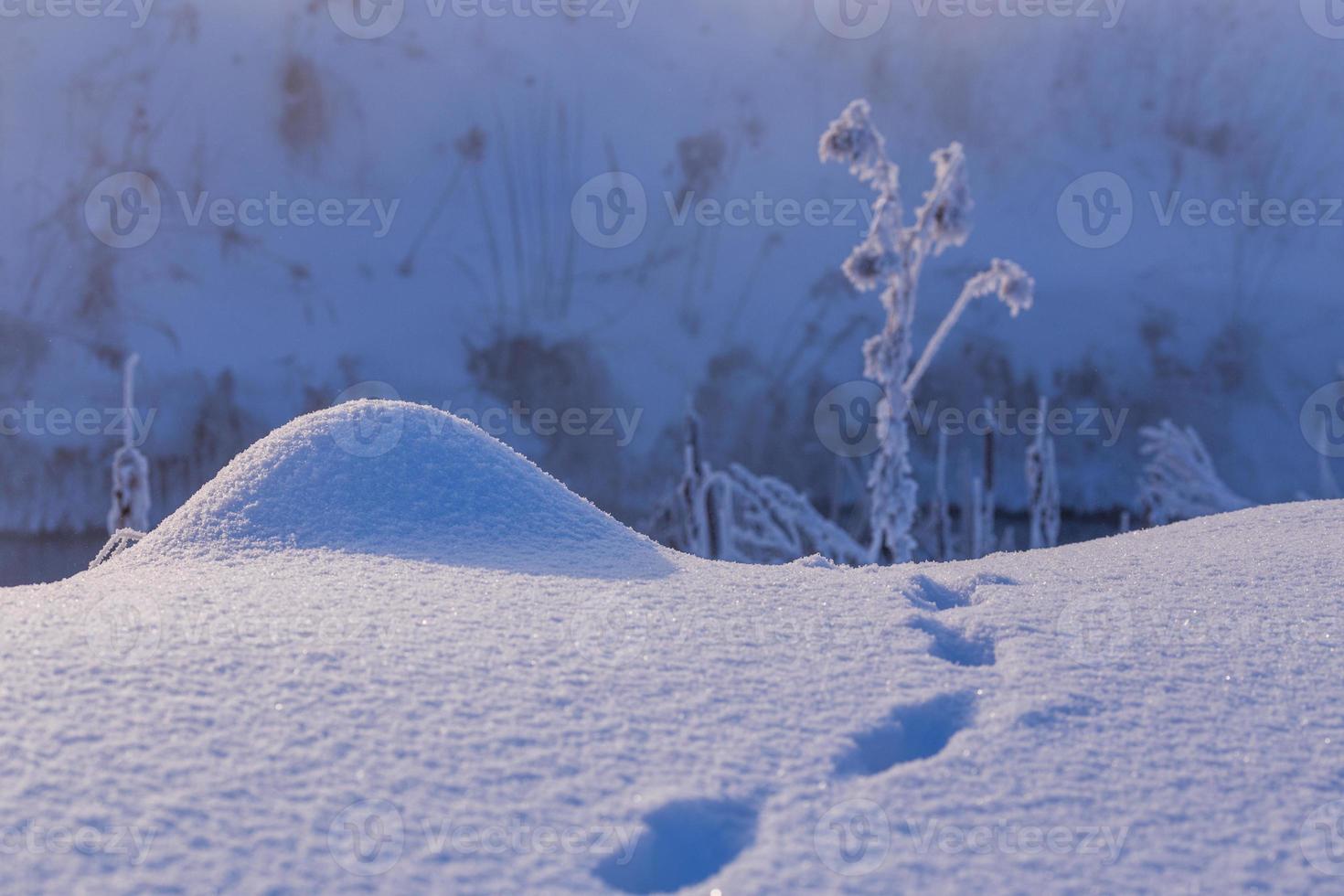 tiny snow hillock with small wild animal tracks near with selective focus and blur at daylight photo