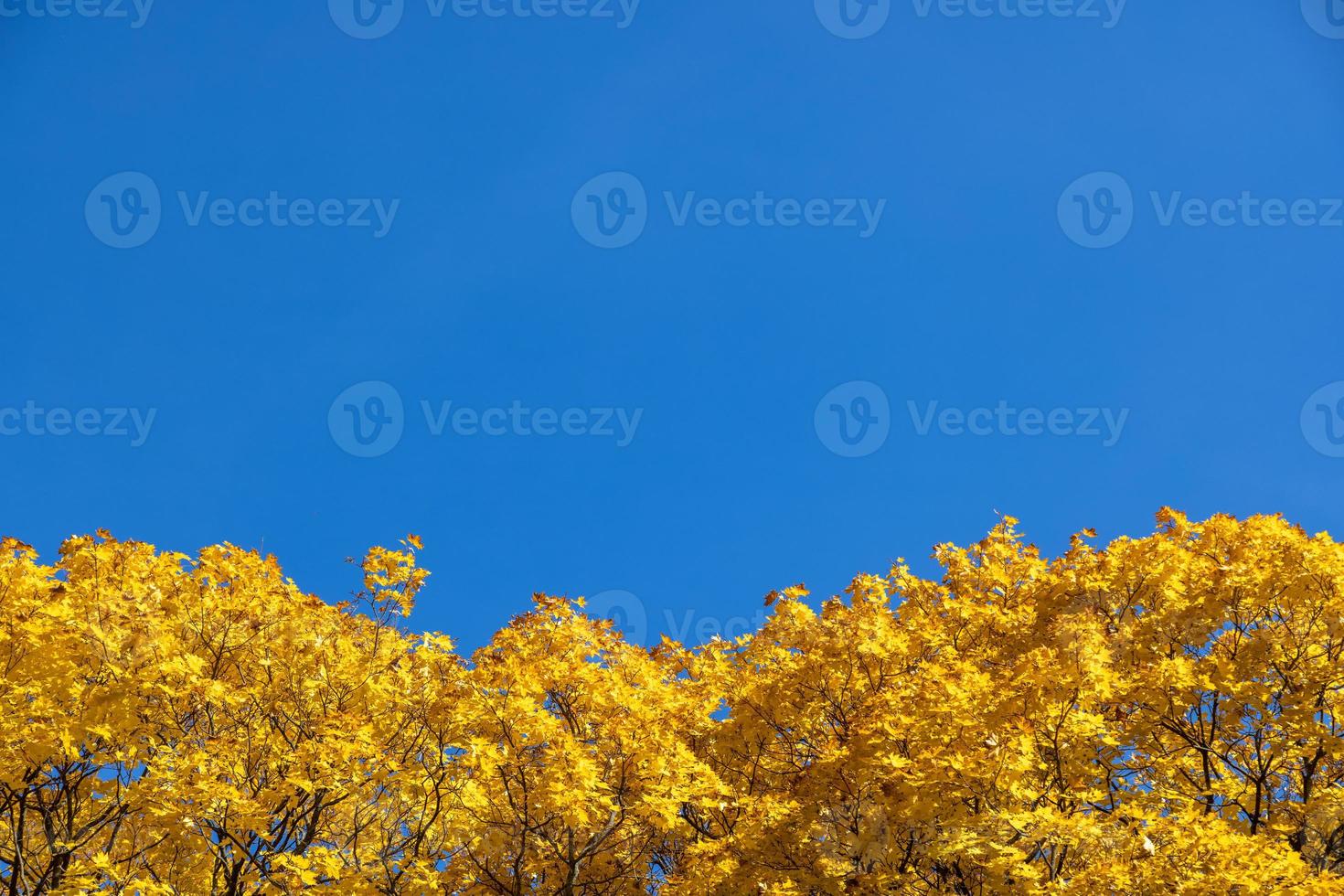 yellow maple trees on clear blue sky background photo