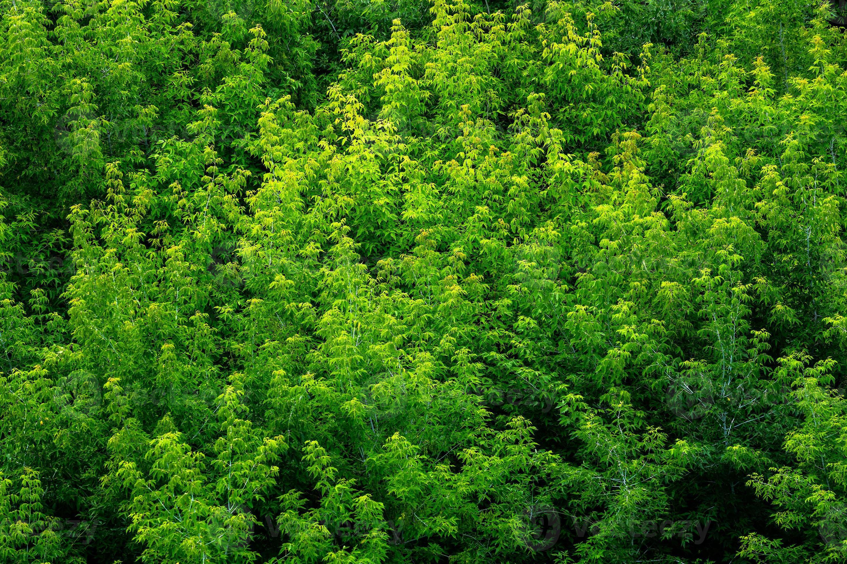 Top Of Summer Green Ash Tree Forest Solid Foliage Pattern Background