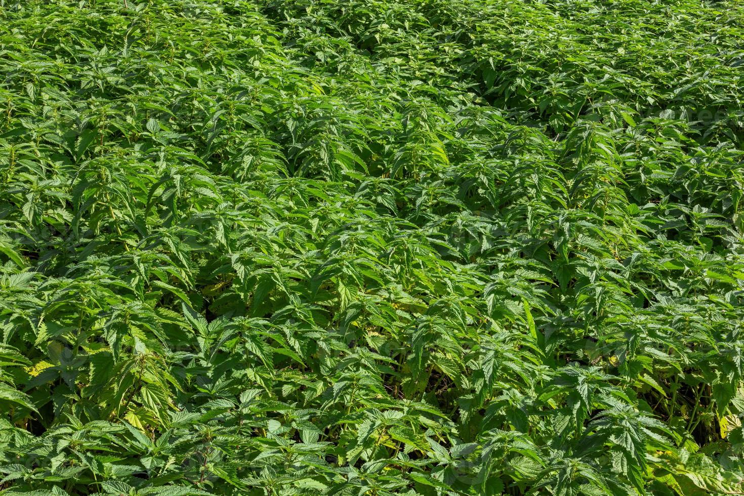 Stinging Nettle Full Frame Overhead background and texture photo