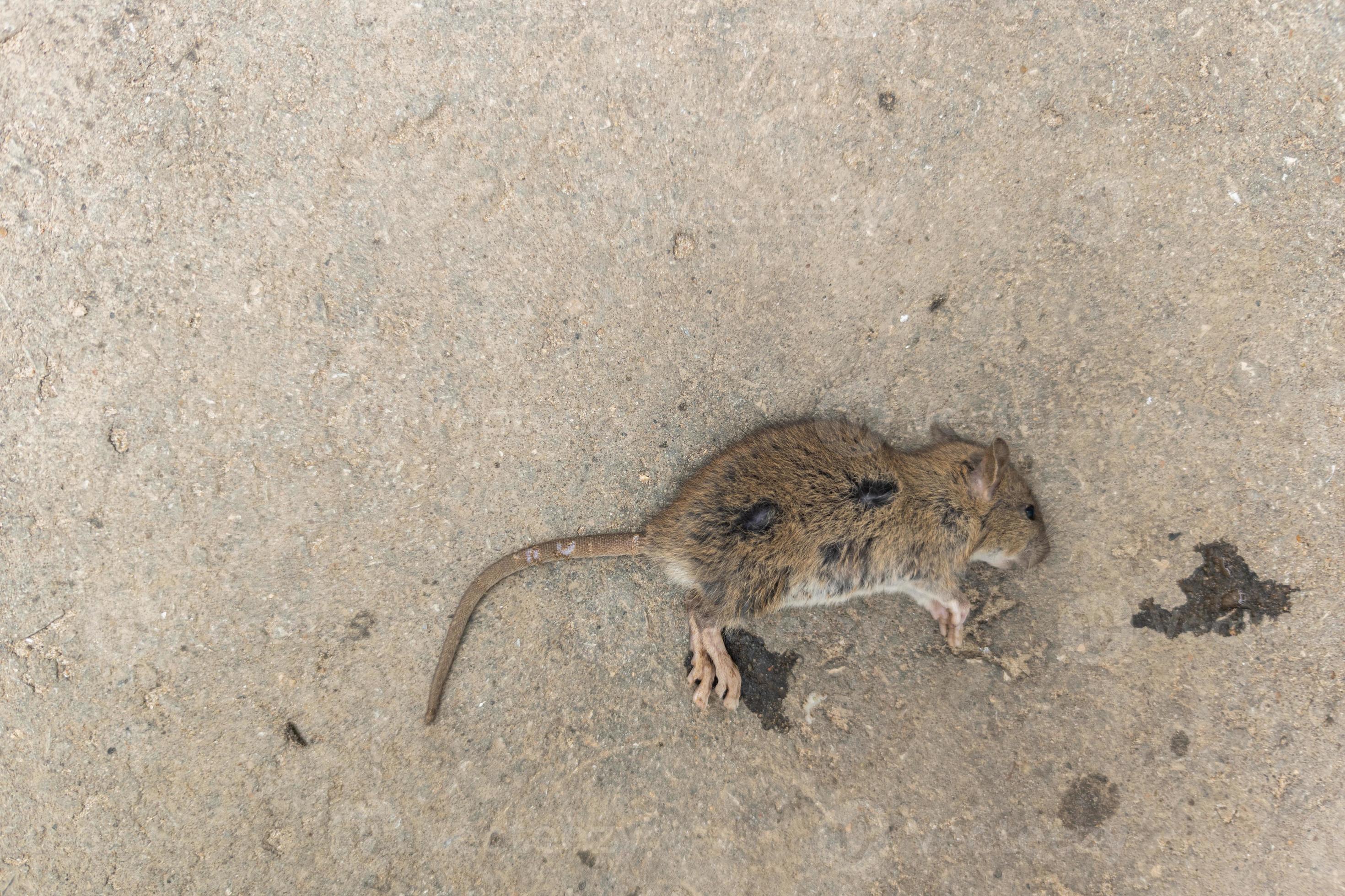 dead mouse body on sandy asphalt surface 12638066 Stock Photo at Vecteezy
