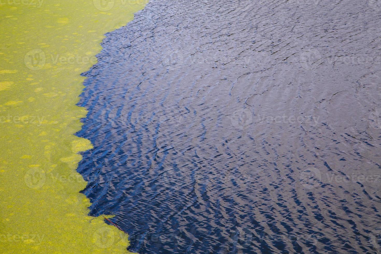 green algae floating on rippled water surface of the pond with pronounced edge photo