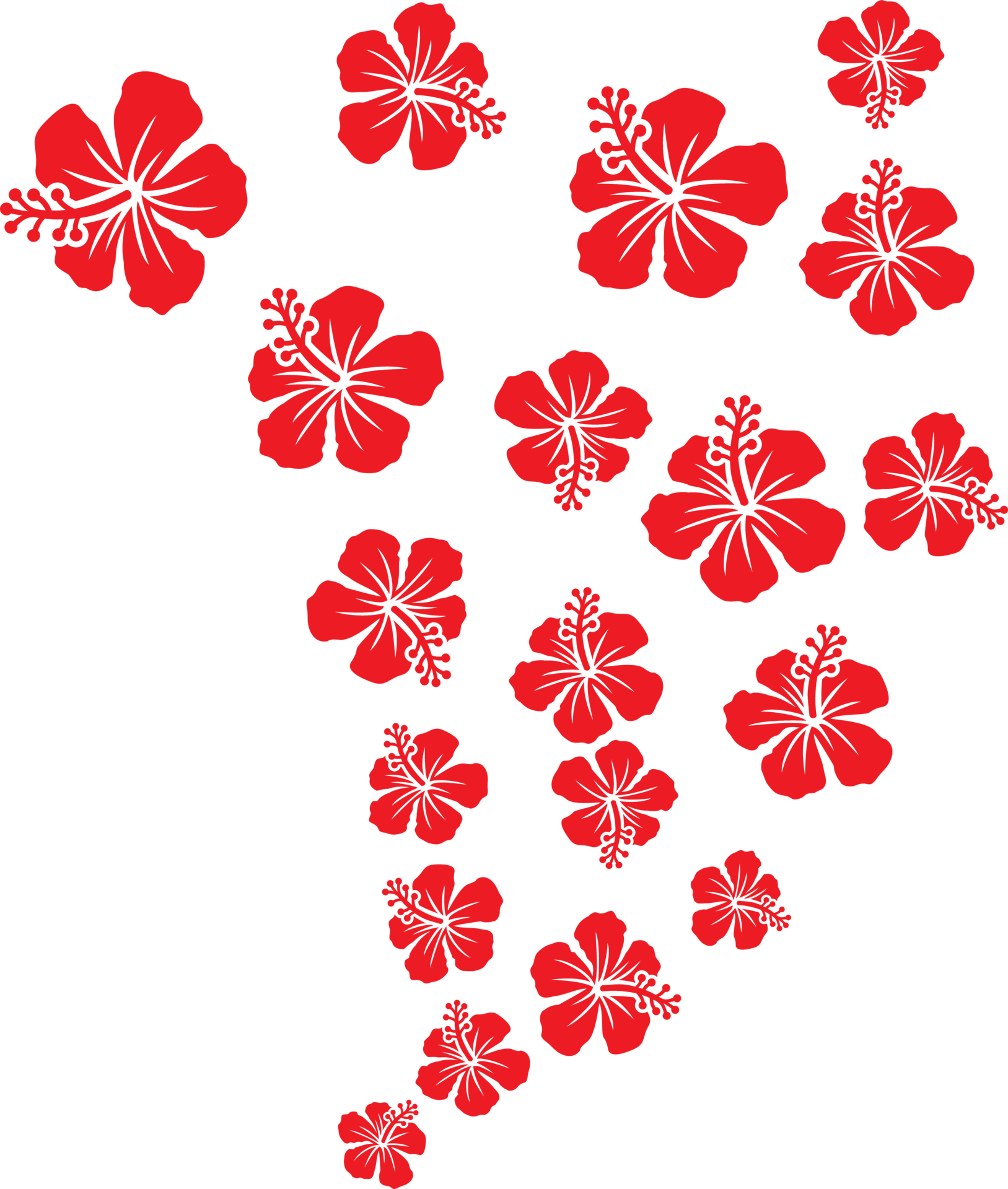 Hibiscus Flowers Color 12638086 PNG