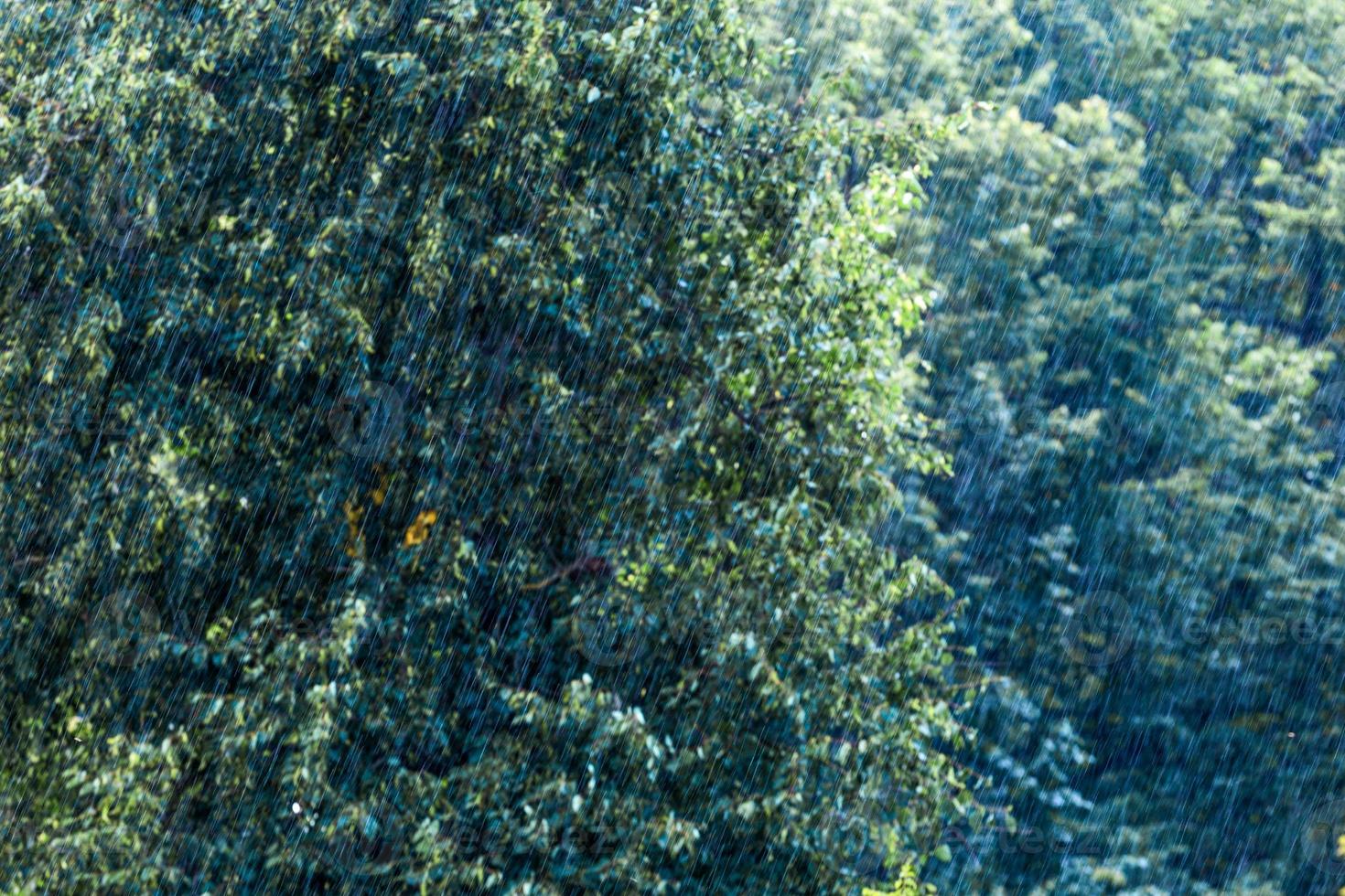 massive rain drops falling in green forest at sunny and windy conditions photo