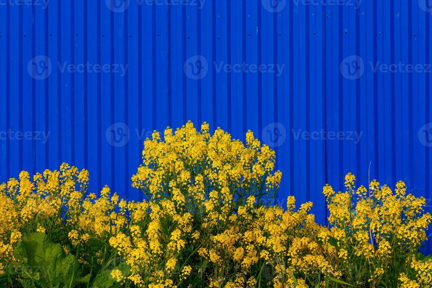 Barbarea vulgaris or Yellow Rocket or Garden yellowrocket flowers on blurry blue fence background. photo