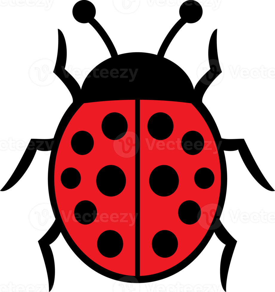Ladybug Insect Color png