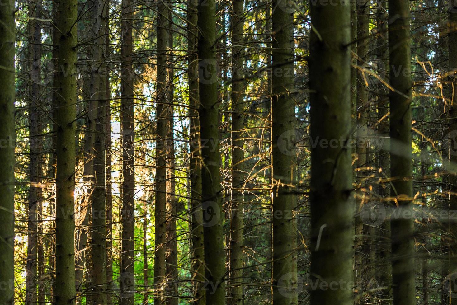 líneas verticales de tronco alto de bosque de pinos en el fondo de la noche de verano con enfoque selectivo y desenfoque de lente natural foto