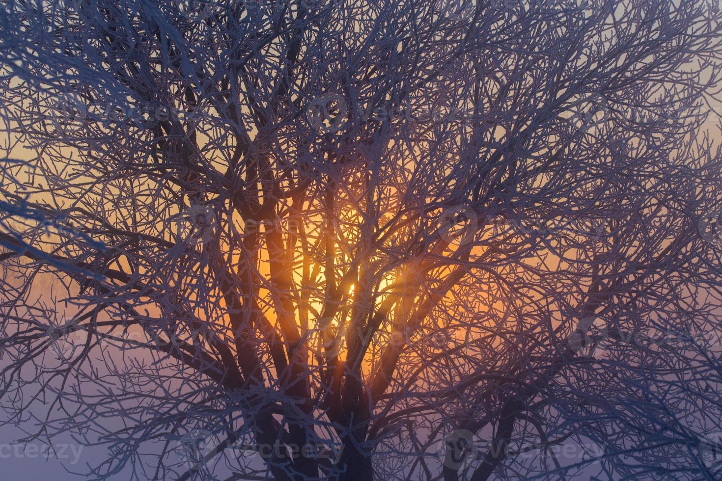 sun behind frozen tree winter background photo