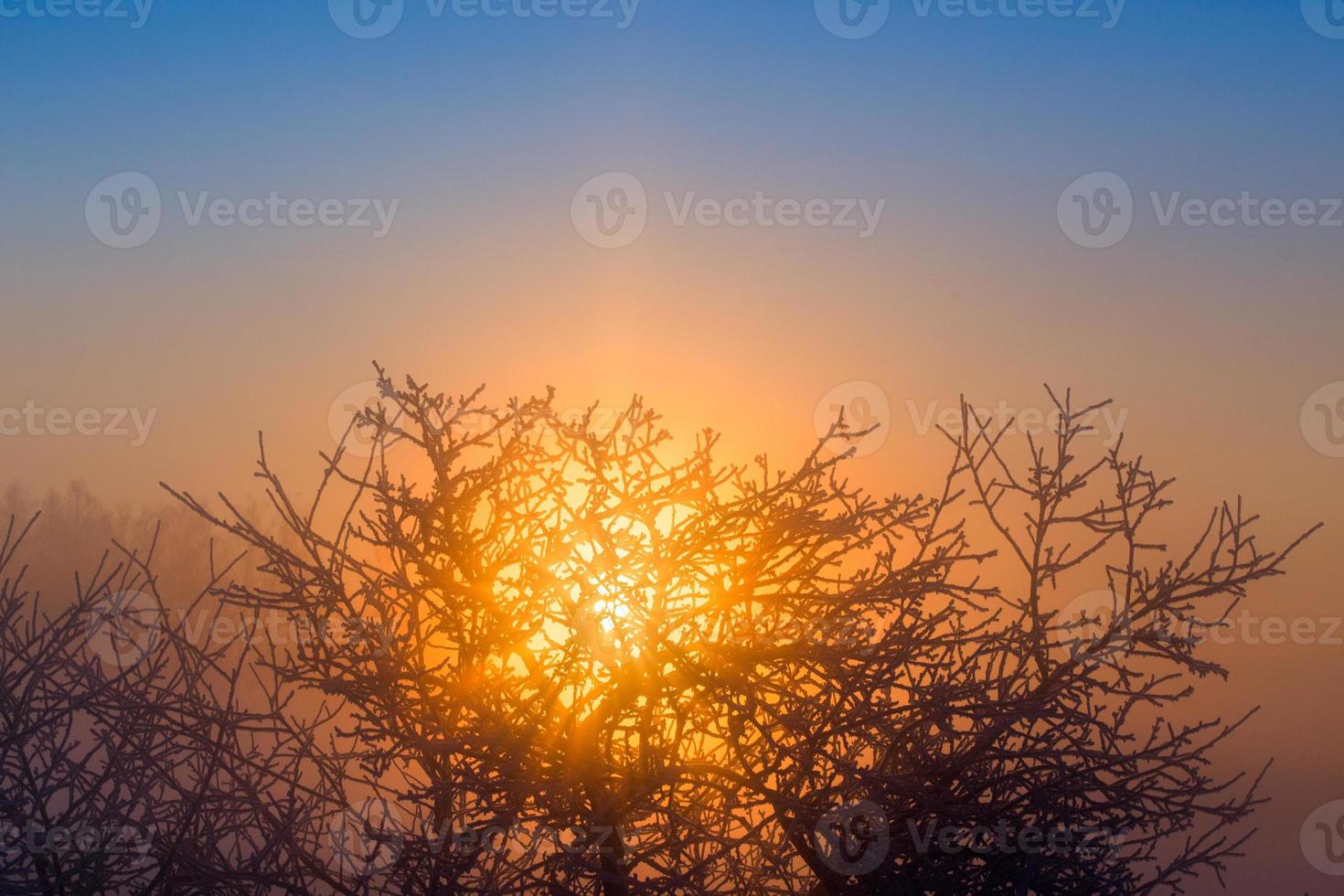 sol detrás del árbol congelado fondo de invierno foto