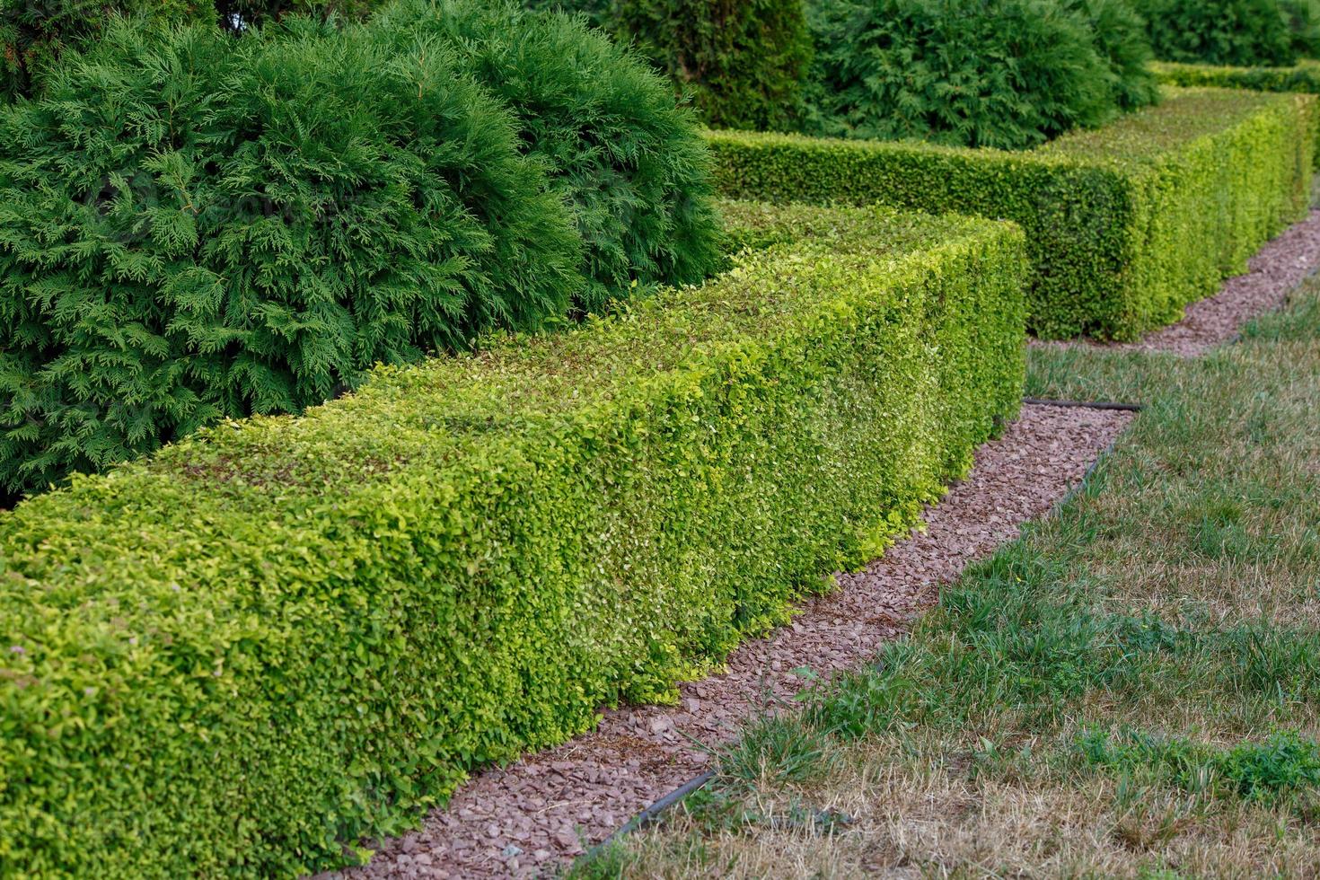 cerca de corte de seto verde de forma cuadrada separada del césped seco con astillas de granito rojo foto