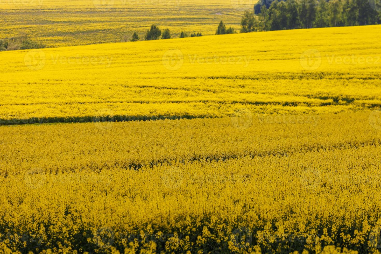yellow rapseed field at daylight with selective focus photo