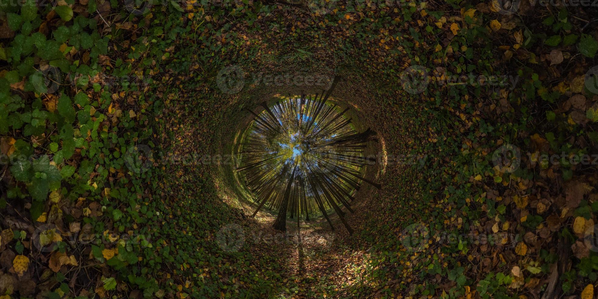 hyperbolic tunnel panorama projection of spherical panorama in sunny autumn day in pine forest with blue sky photo