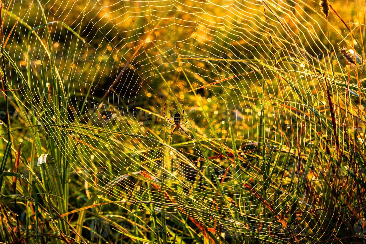 Spider-wasp Argiope bruennichi on own web at autumn morning with dew drops in tall grass. photo