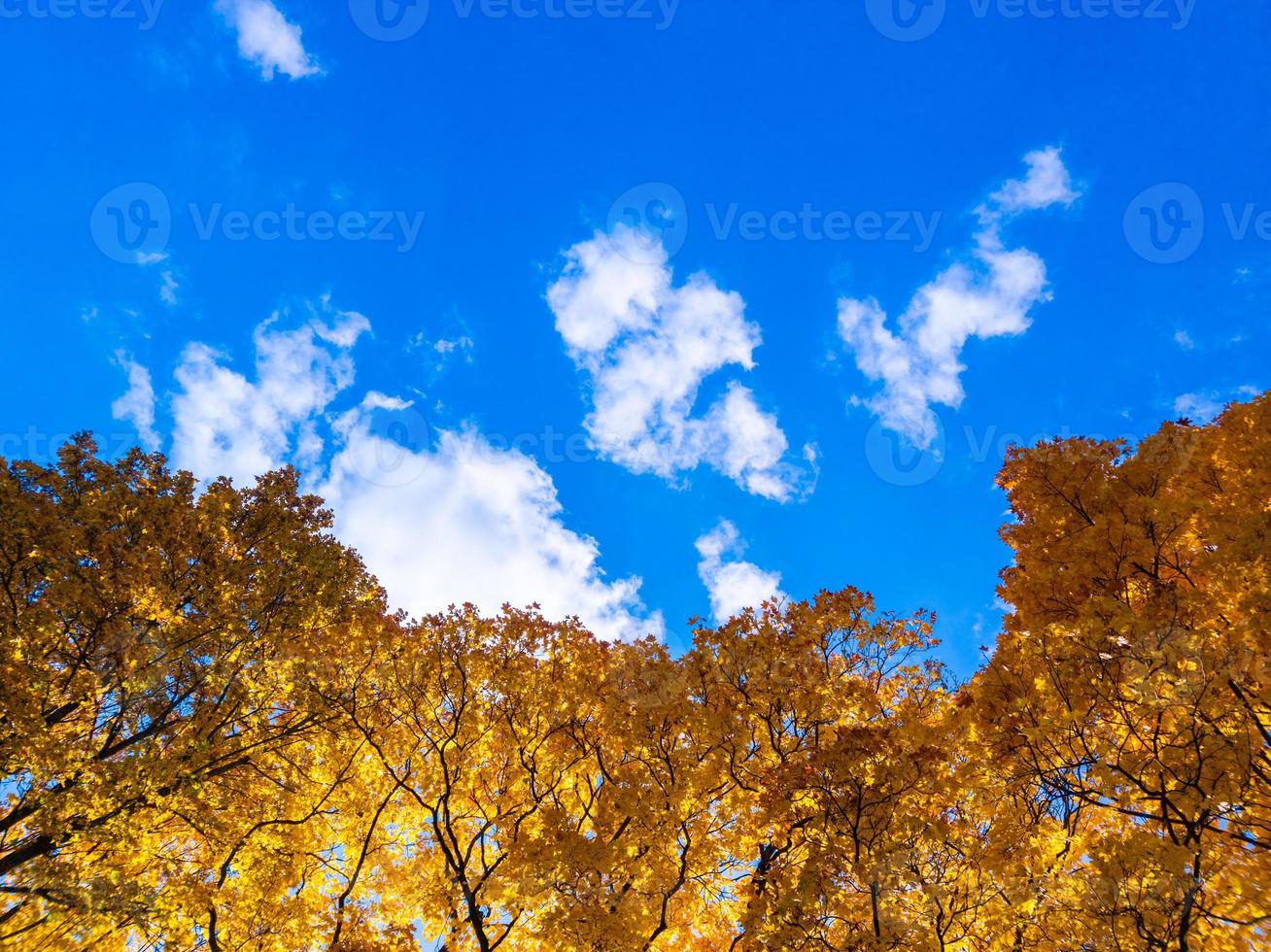 yellow maple trees on clear blue sky background photo