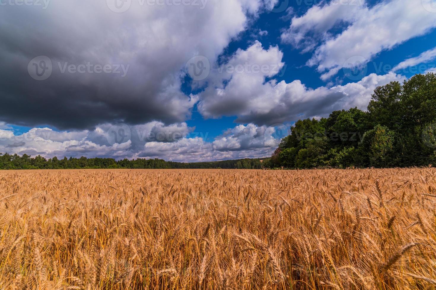 Yellow barley field at daytime under direct sunlight. Green forest and sky with storm clouds on the background. photo
