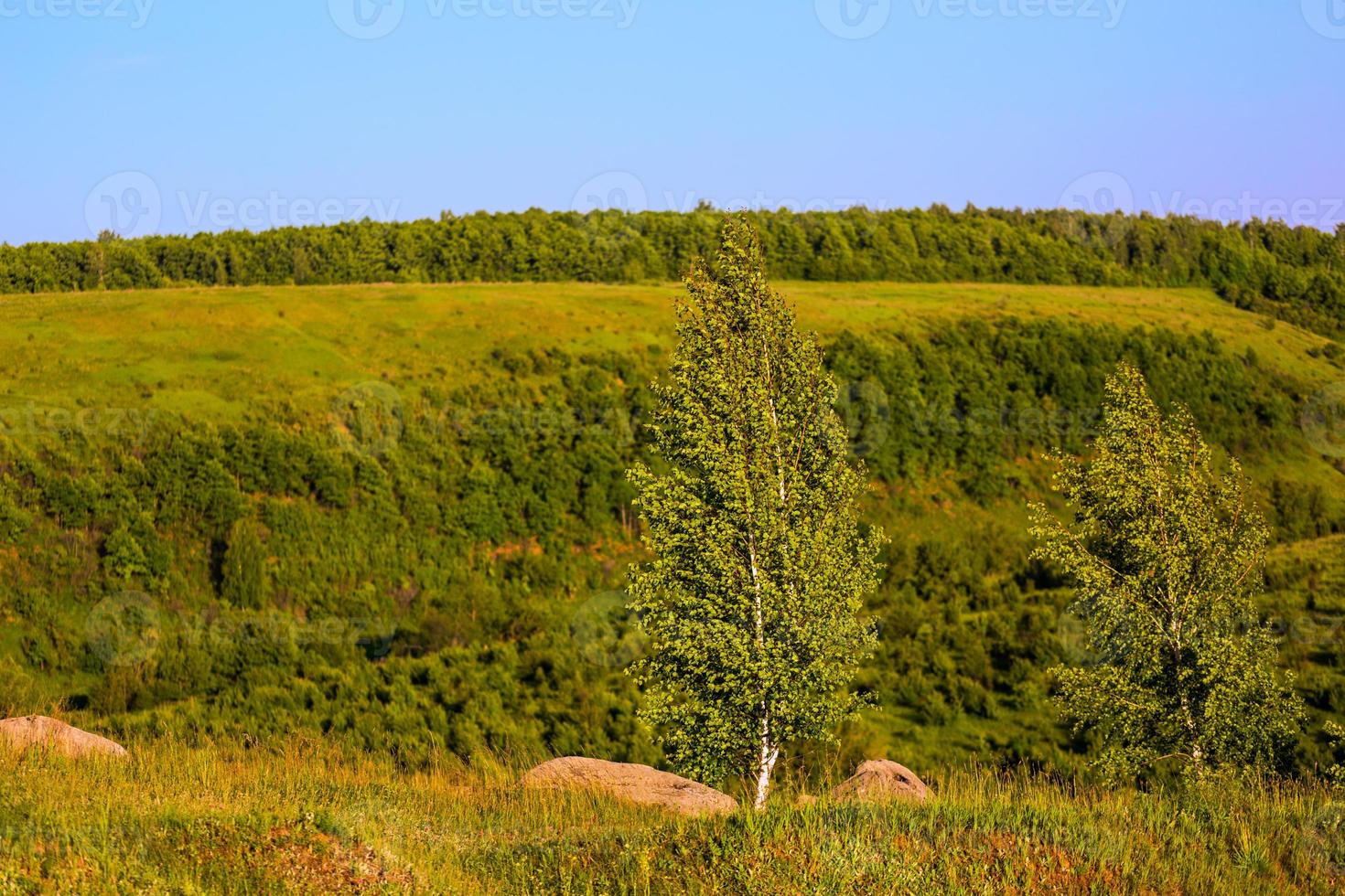 standalone birches on ridge landscape photo