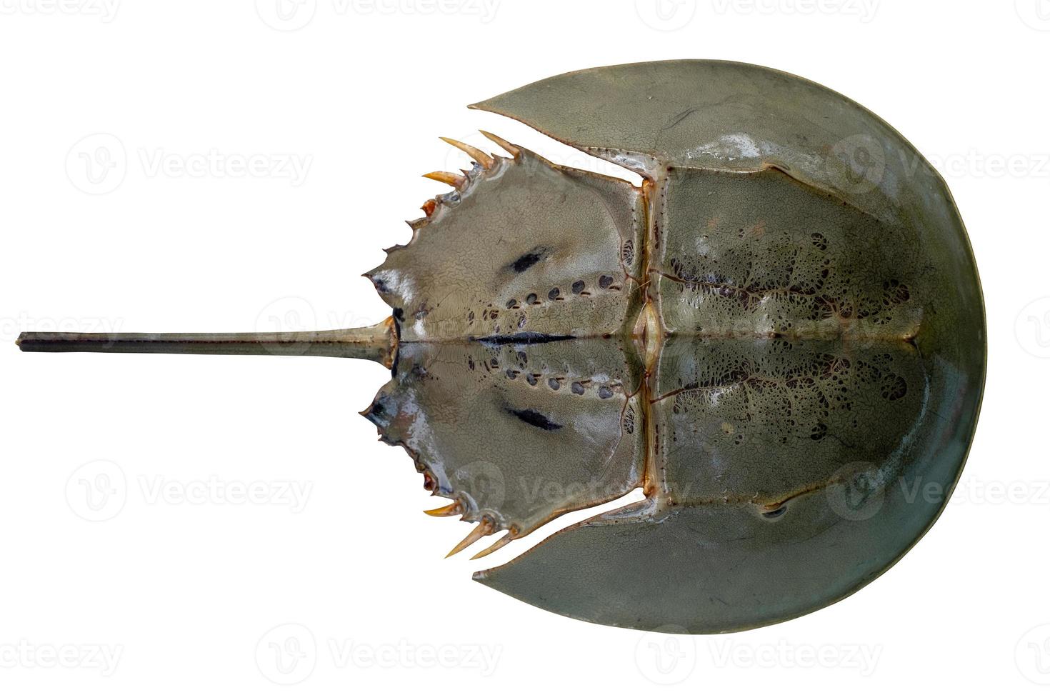Horseshoe crab or Limulus polyphemus in the upper surface shot from top view isolated on white background. Seafood photo