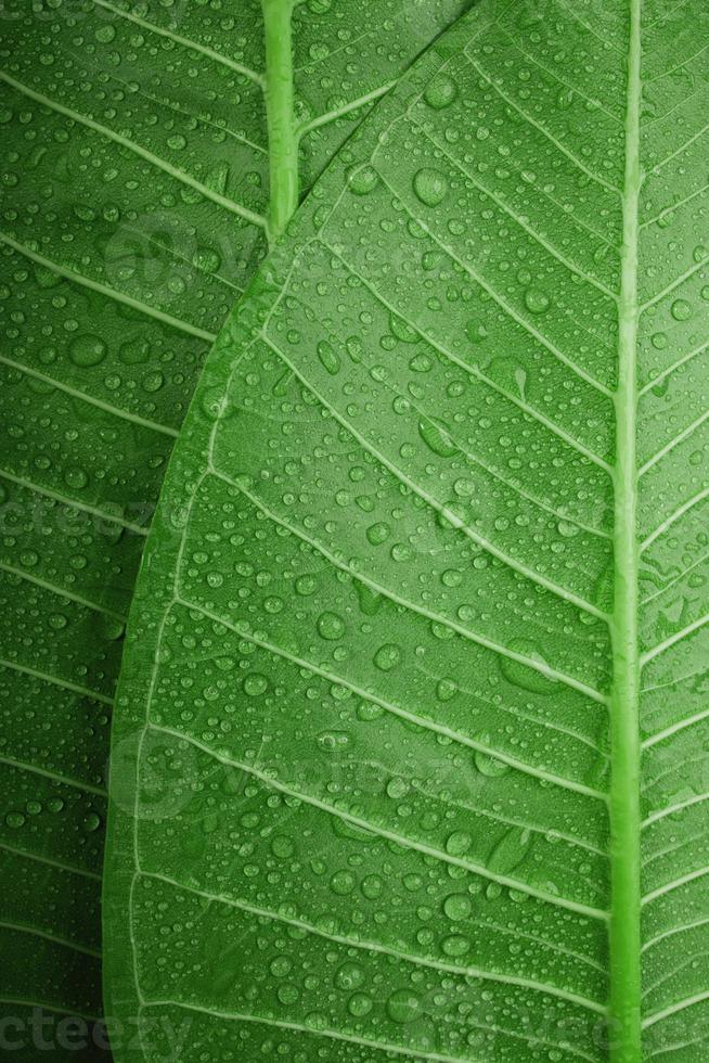 Nature Concept. Closeup of Green Leaf with many Droplet. Freshness by Water Drops. Environmental Care and Sustainable Resources. Natural Green Texture Background photo