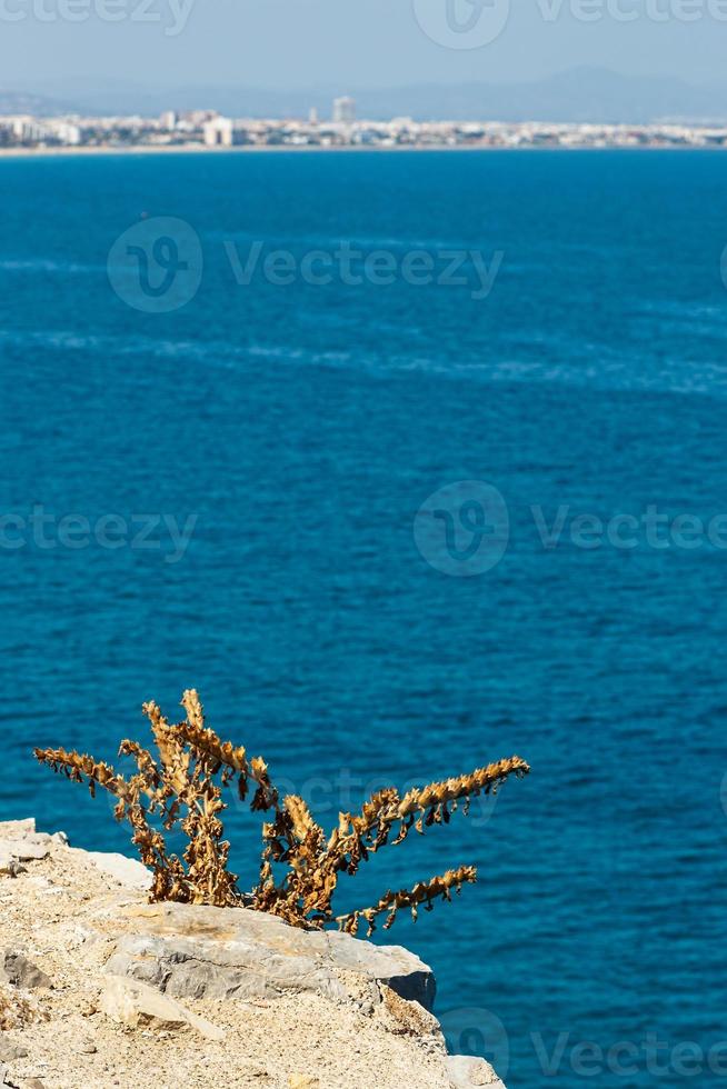 Plant on the coast cliff with the sea in the background. Vertical image. photo