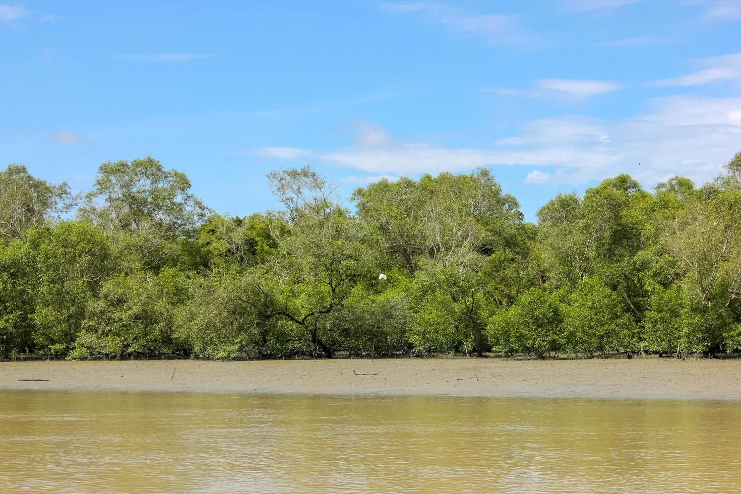 the estuary of the river that is receding makes the land visible between the trees photo