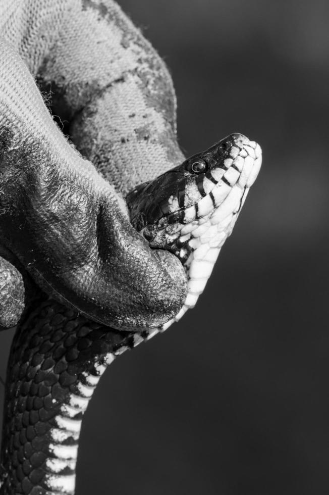 Natrix is a non-venomous snake, a long and black reptile. photo