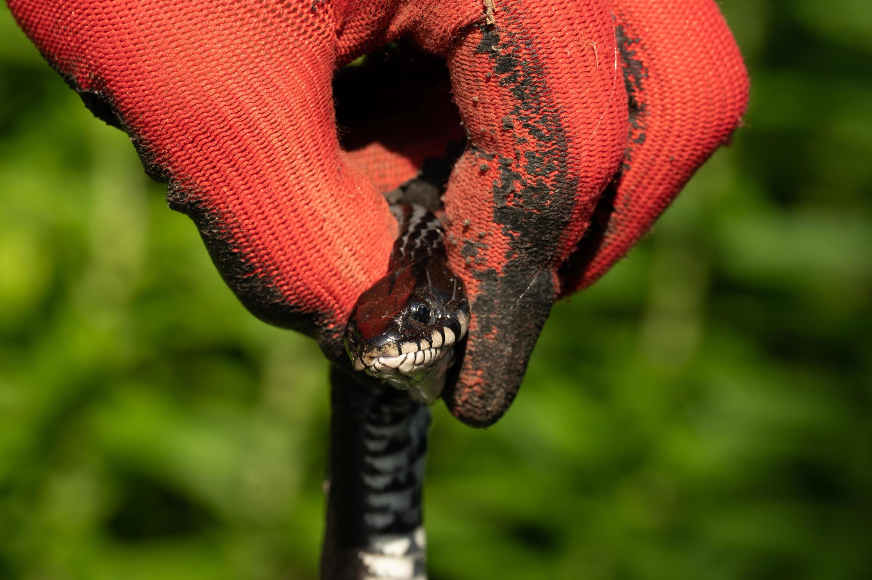 The Surprising Truth About Fangs In Non Venomous Snakes - l5a7d2h