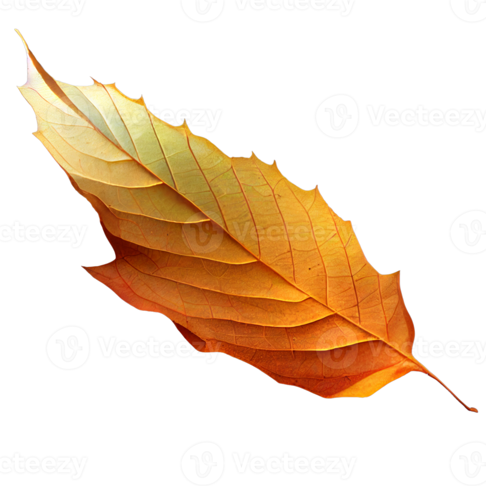 Single Yellow Autumn Leaf png