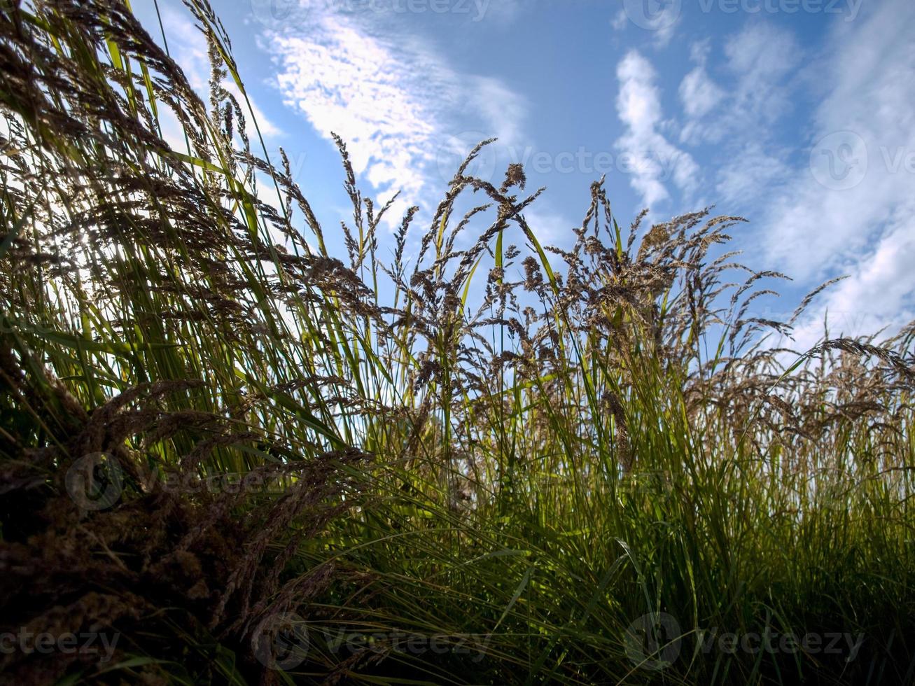 tall wild green grass at summer day on blue sky with clouds background photo