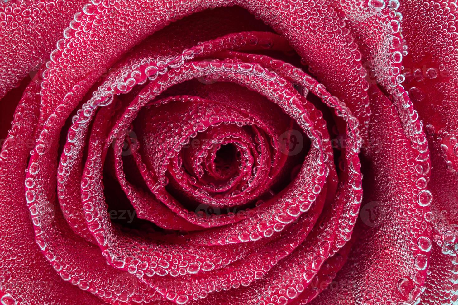 Red rose under air bubbles photo