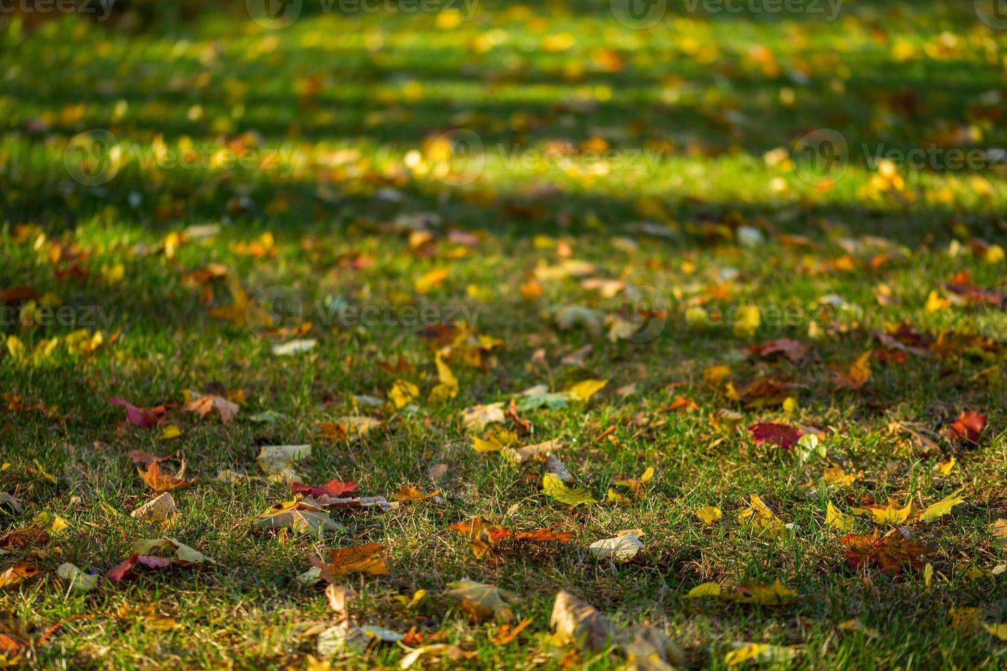 autumn maple leaves on green grass background photo