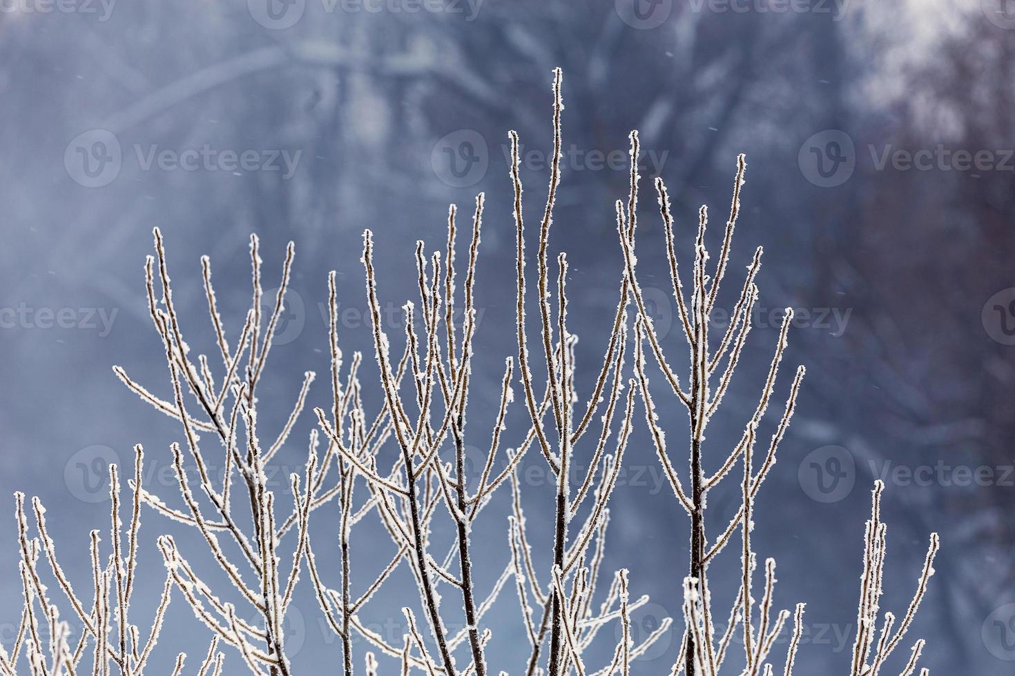 thin long willow branches under frost telephoto with selective focus and bokeh photo