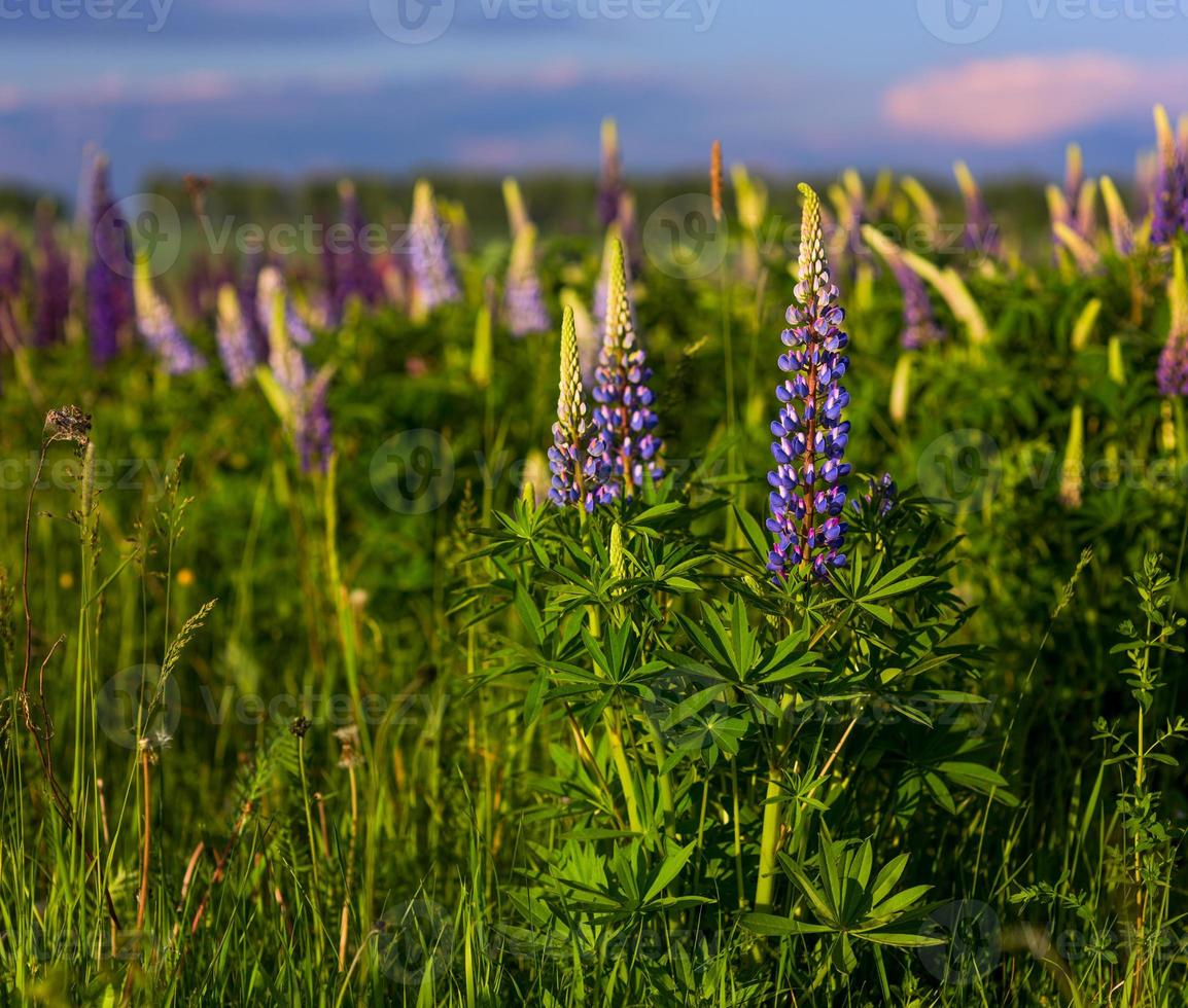 lupines in field with selective focus photo