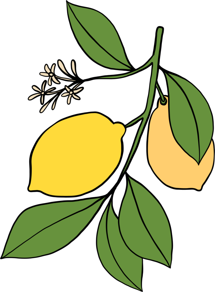 doodle uit de vrije hand schets tekening van citroen fruit. png