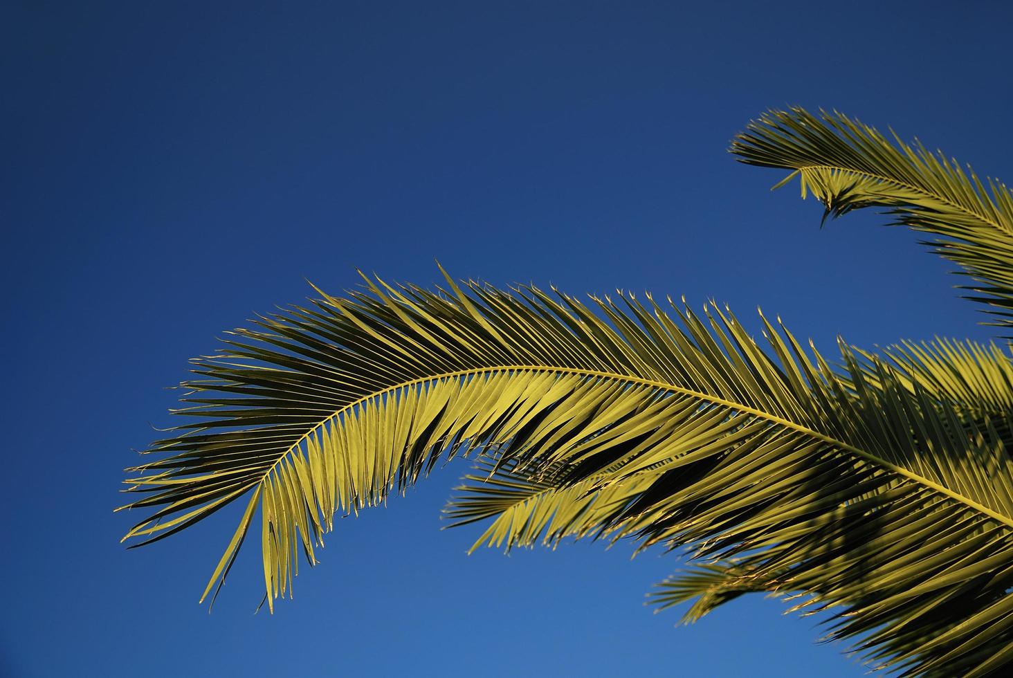 plam tree branches and clear blue sky photo