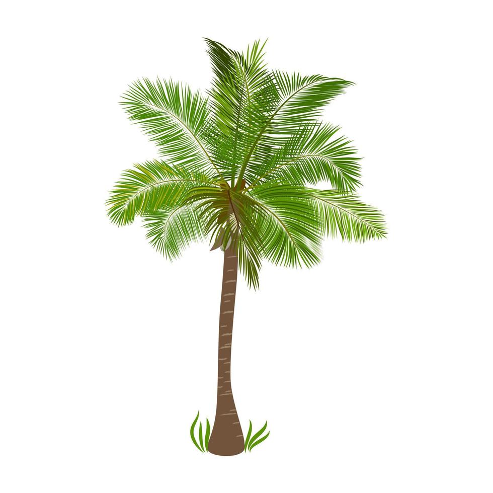 palmera aislada sobre fondo blanco, vectorial. vector