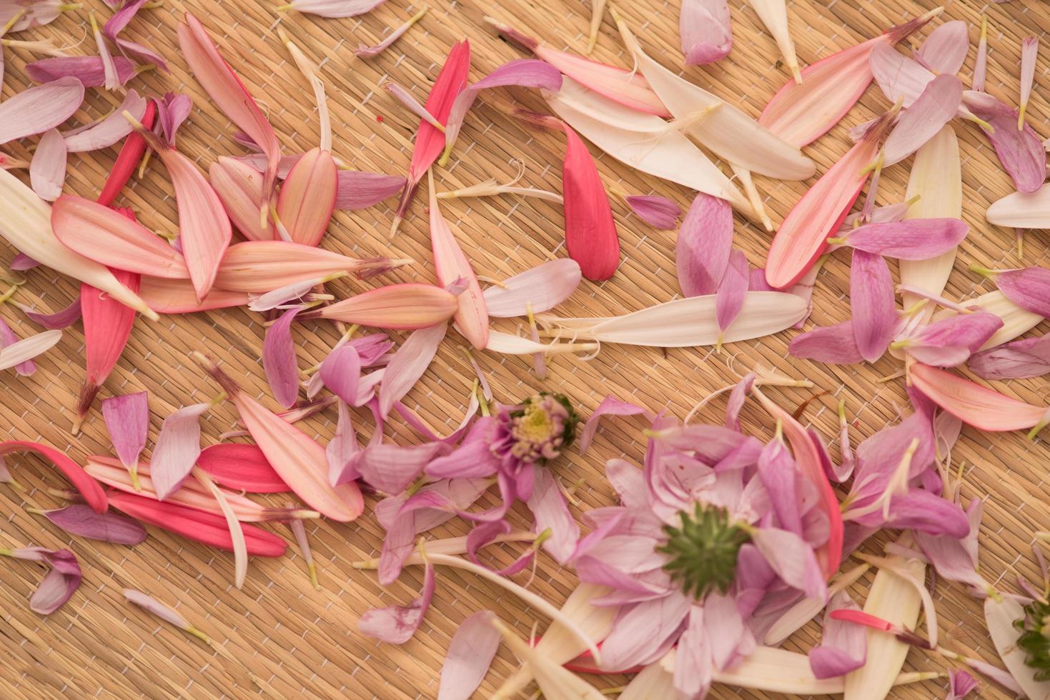 close up colorful flowers photo