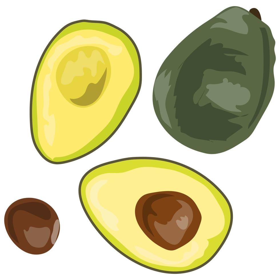 avocado cut into equal parts, ripe juicy fruit vector