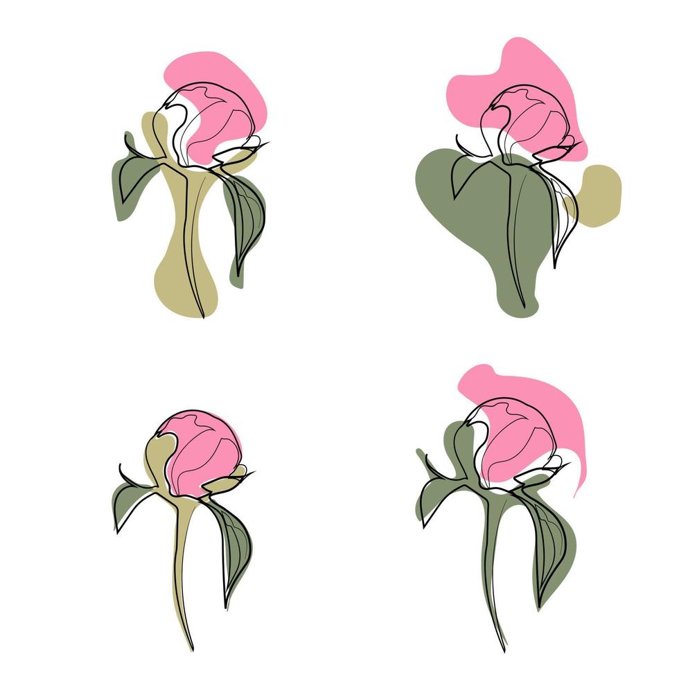 hermosa flor de peonía adorada por todas las chicas vector