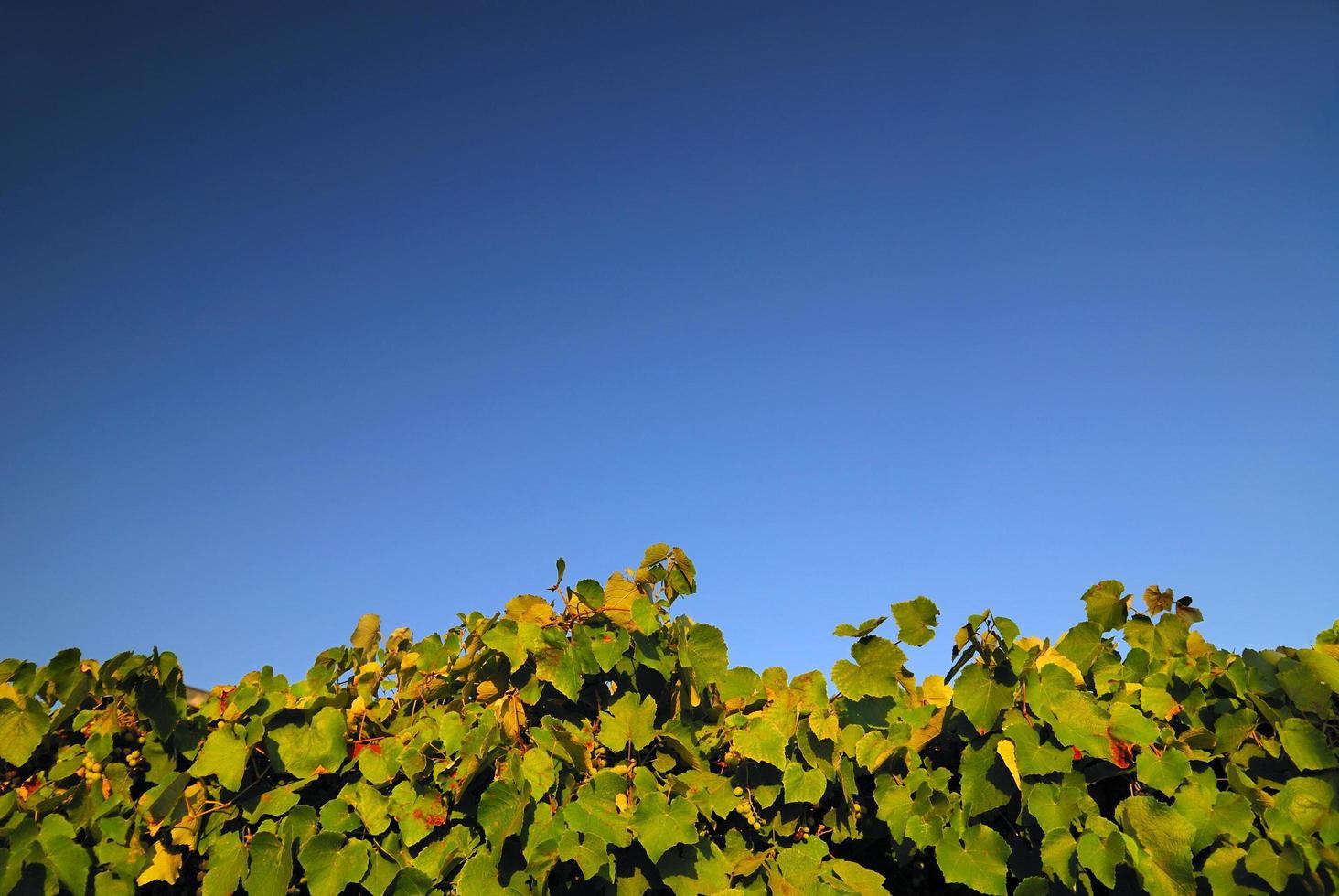 vineyard horizontal background photo