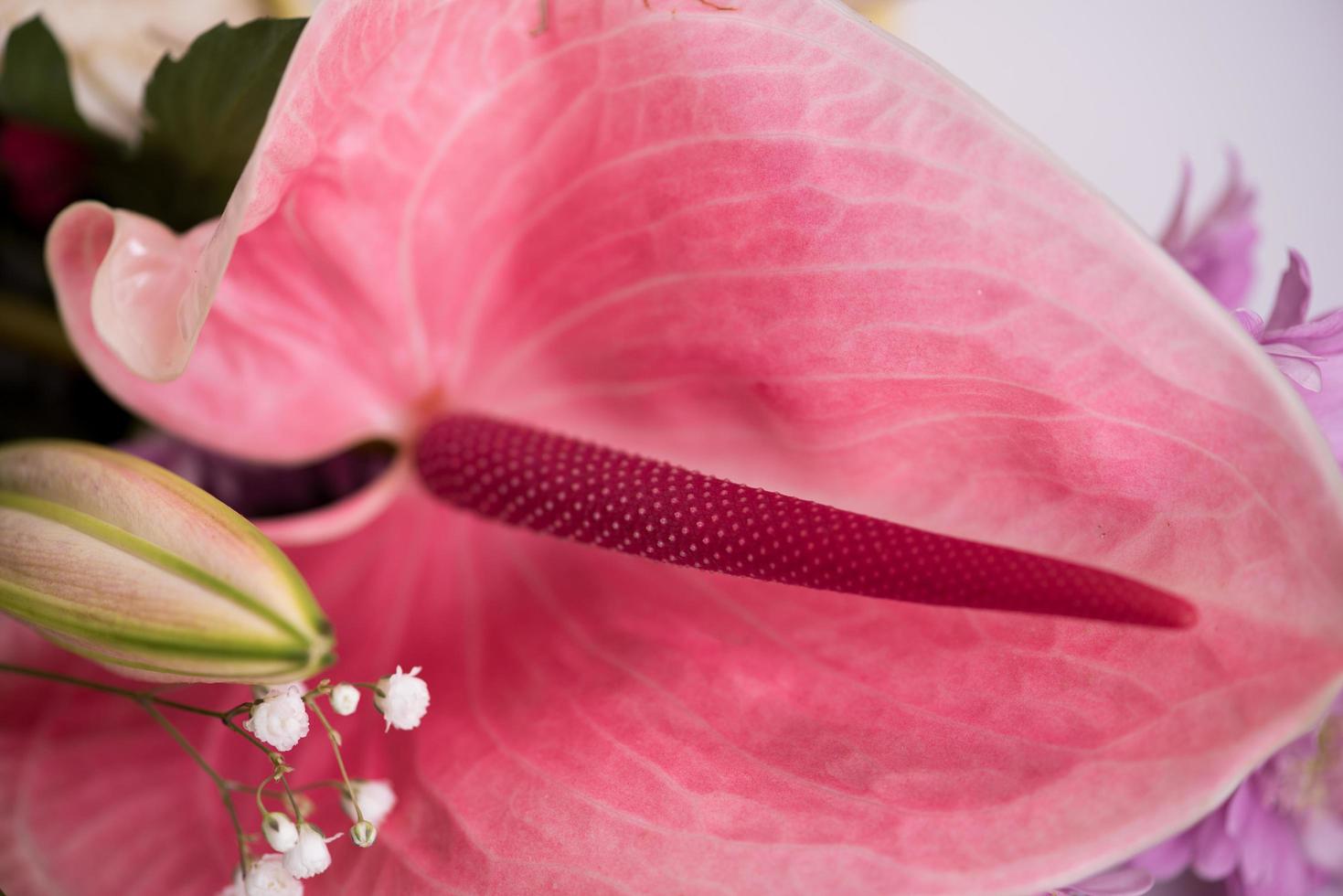 close up colorful flowers photo
