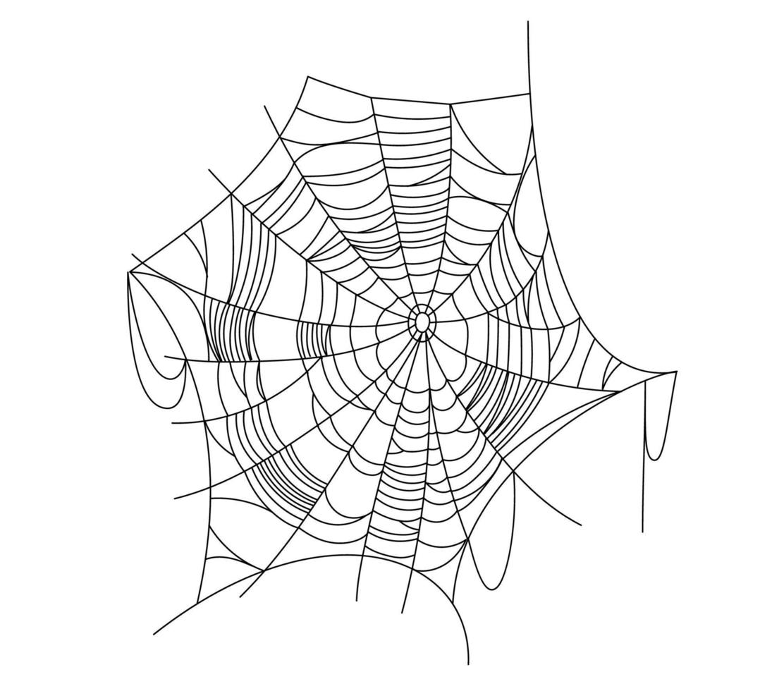 partes de la tela de araña vector