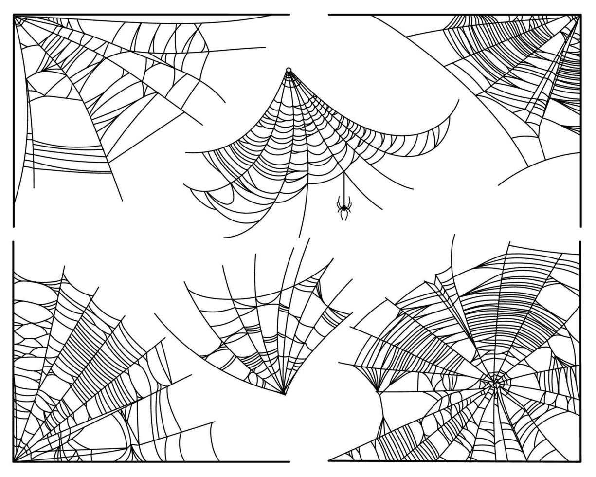 partes de la tela de araña vector