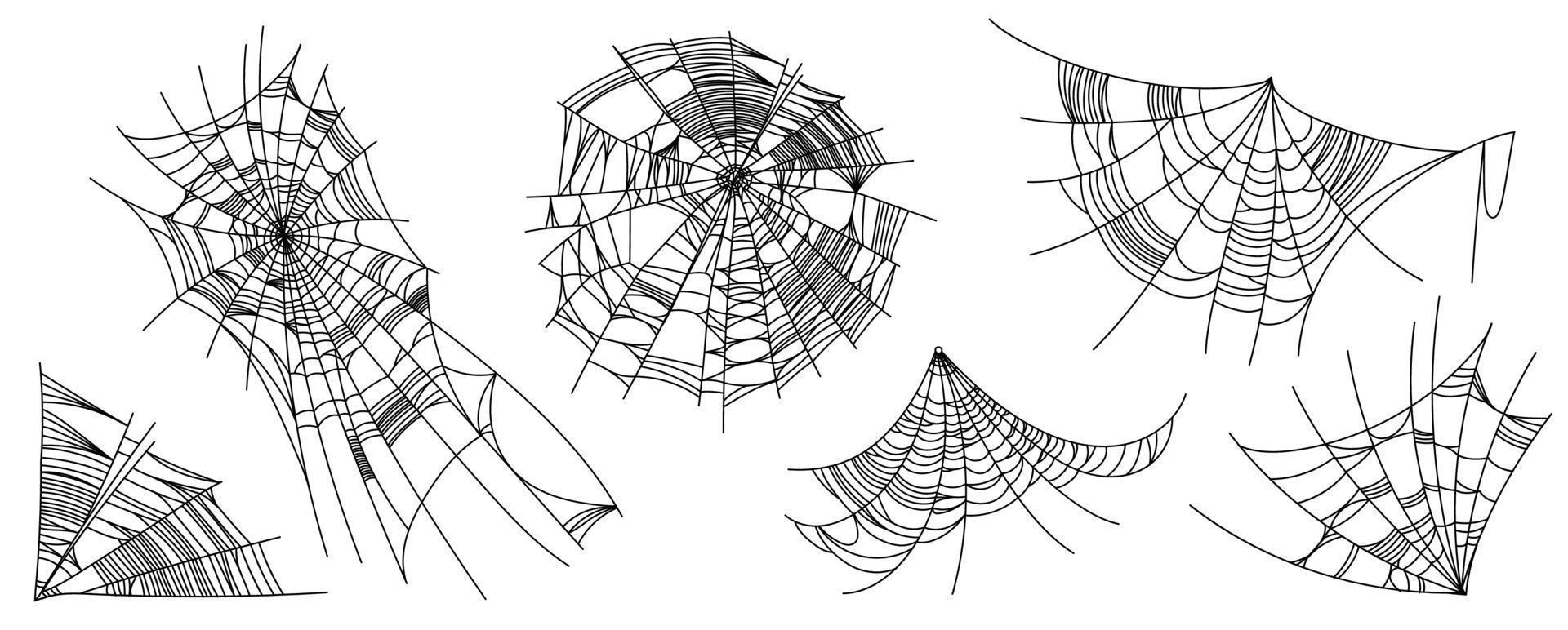 partes de la tela de araña vector