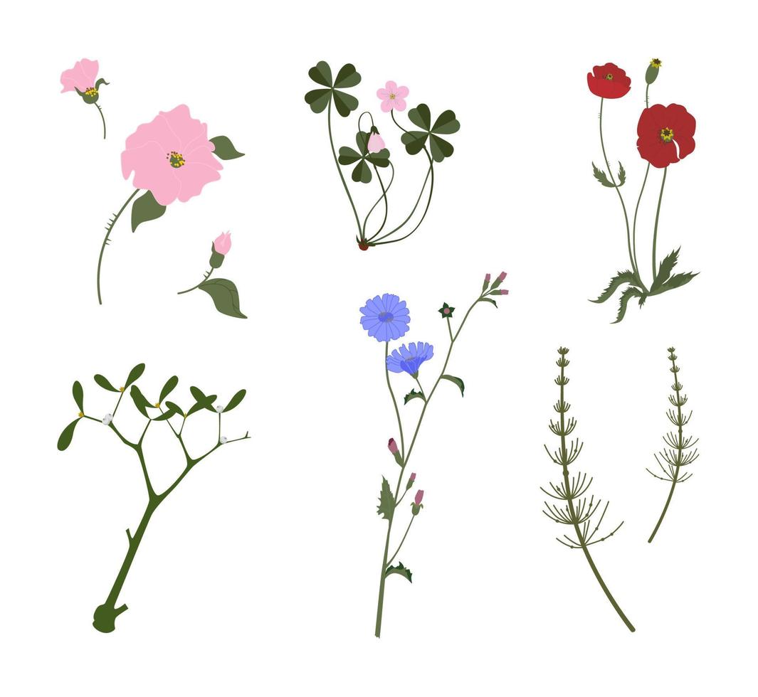 Summer wildflowers and herbs vector colourful collection, poppies, chicory, oxalis, rose hips, horsetail, mistletoe, isolated on white background.