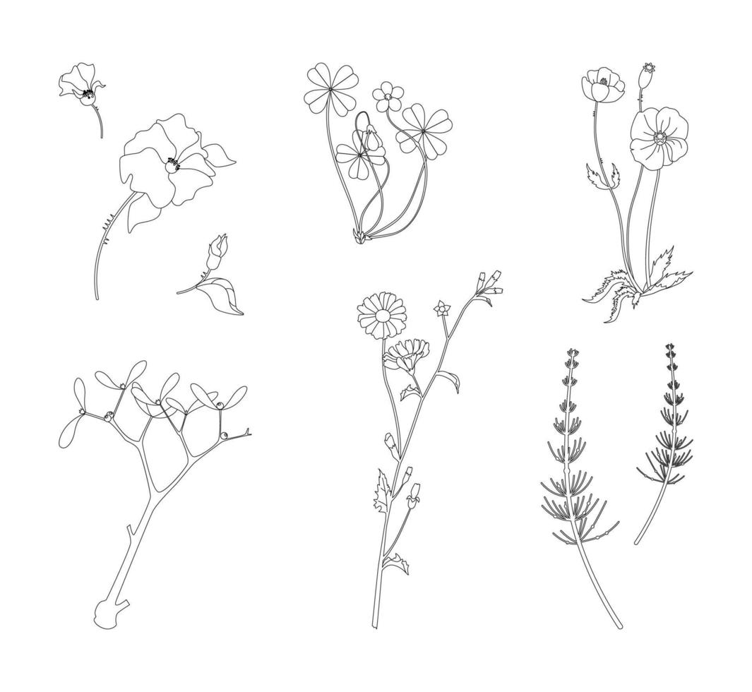 colección de líneas vectoriales de flores silvestres y hierbas de verano, amapolas, achicoria, oxalis, escaramujos, cola de caballo, muérdago, aislado en fondo blanco. vector