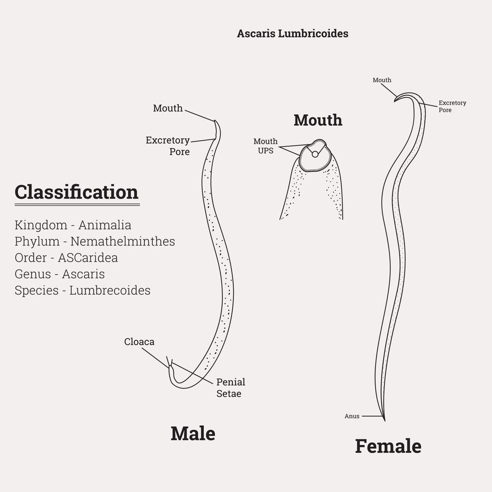 diseño de esquema de detalles de ascaris lumbricoides vector