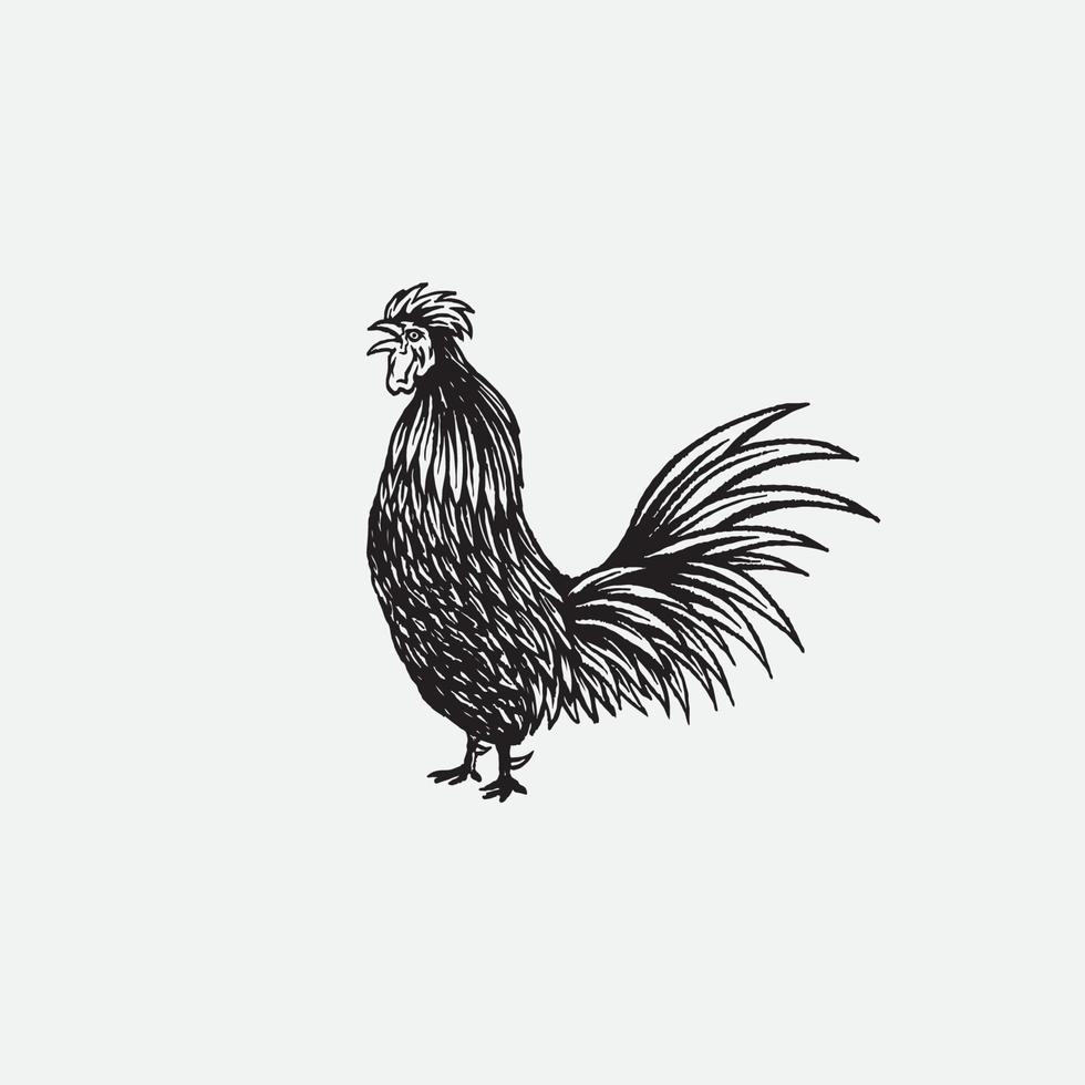 Rooster drawing illustration. vector