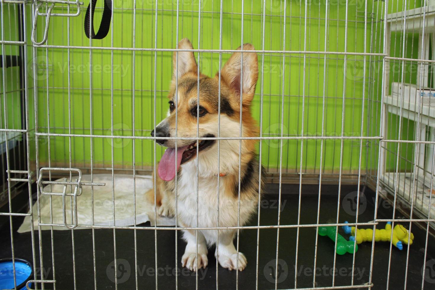 welsh pembroke dog in a cage waiting visit for an appointment at