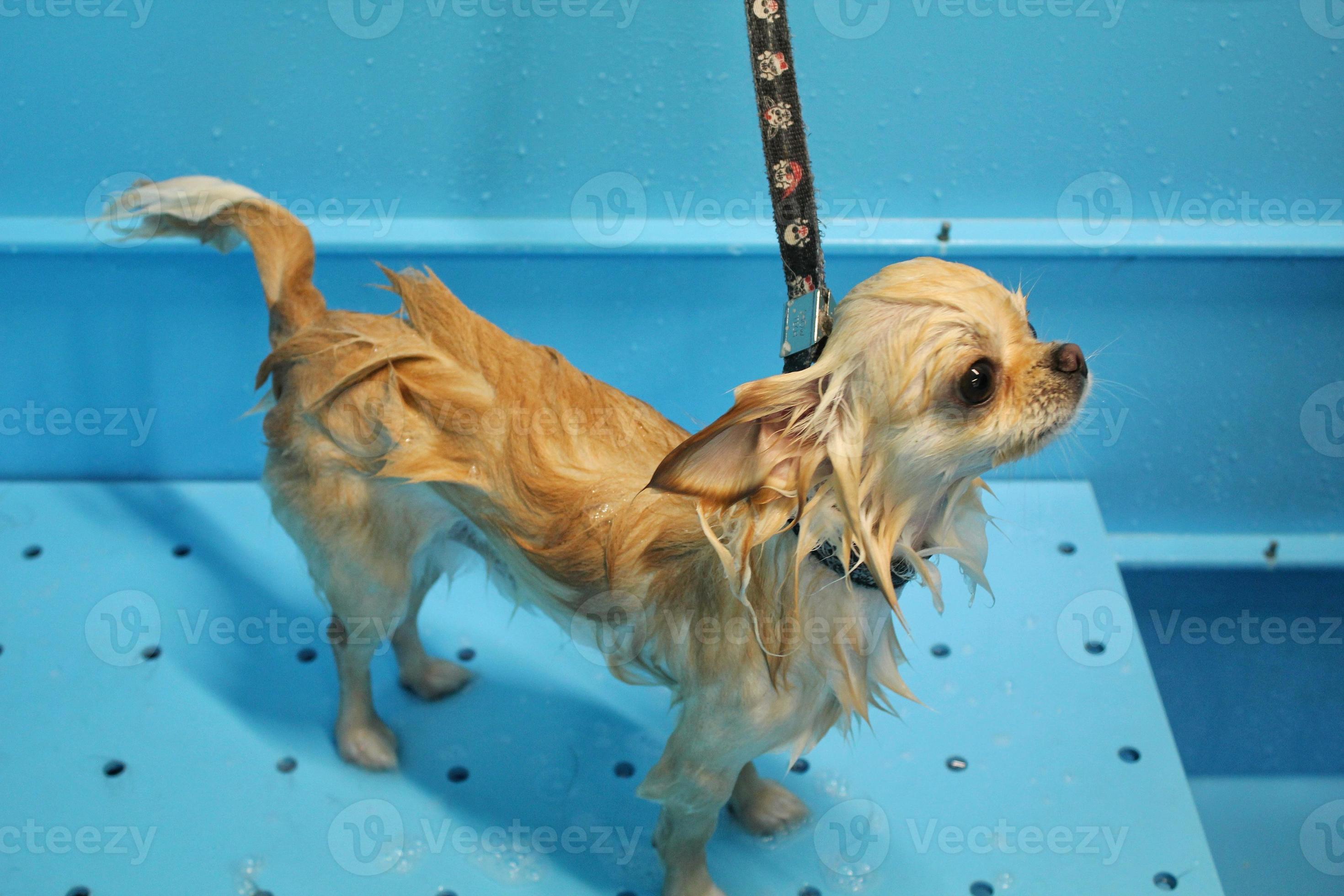 Funny chihuahua dog with wet fur standing in a bathroom after bathing