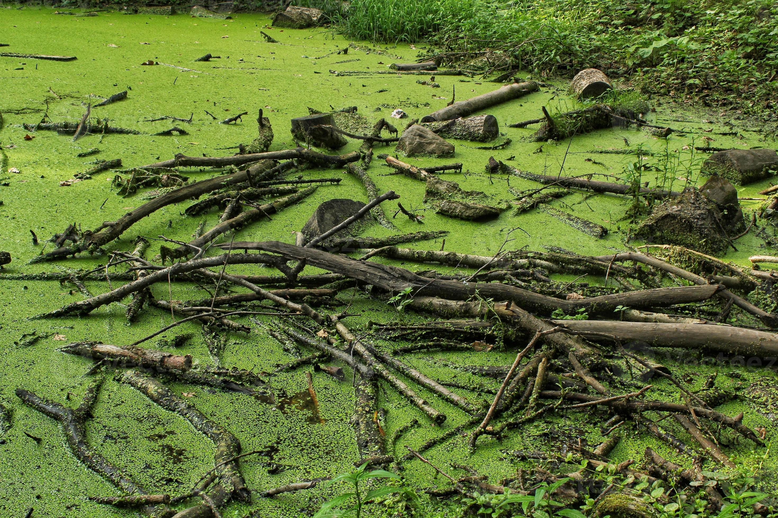 Dry dead trees in wetland green swamp in forest with root and flow